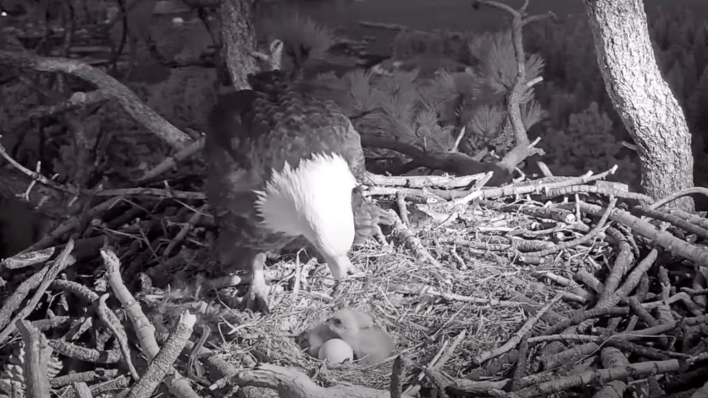 Bald eagle nest live cam goes viral as world waits for final hatchling