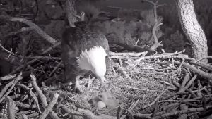 Bald eagle nest live cam goes viral as world waits for final hatchling