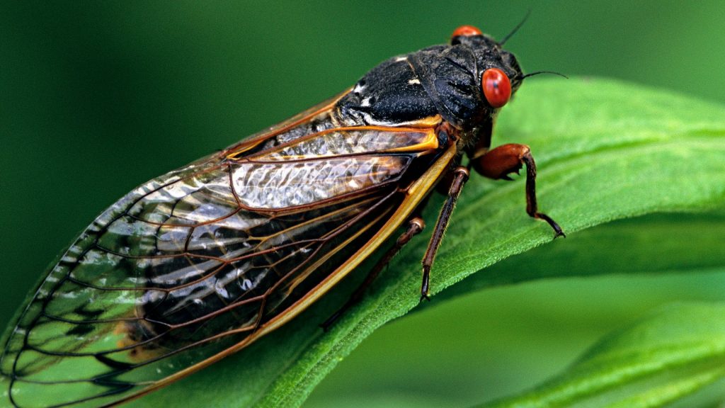 Billions of cicadas to emerge in 13 states this spring, Ky. and Tenn. to see most