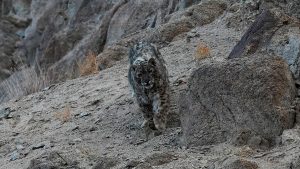 Rare snow leopard family spotted in Pakistan offers hope for conservation