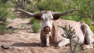 Cattle grazing at Arizona national monument harms endangered species