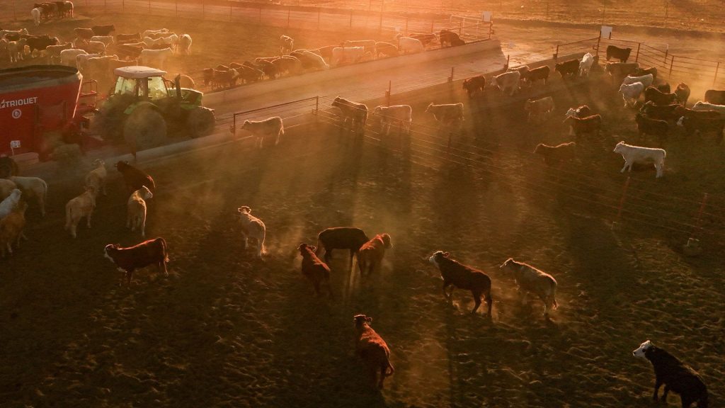 USDA could halt Mexican cattle imports over screwworm concerns: Report