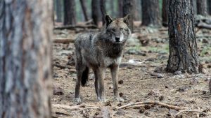 Endangered wolves thrive in California, but residents are raising concerns