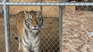 Nevada man alleges 7 seized ’emotional support tigers’ were Joe Exotic’s