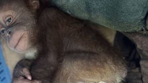 Thai police save baby orangutans, arrest suspect for wildlife trafficking
