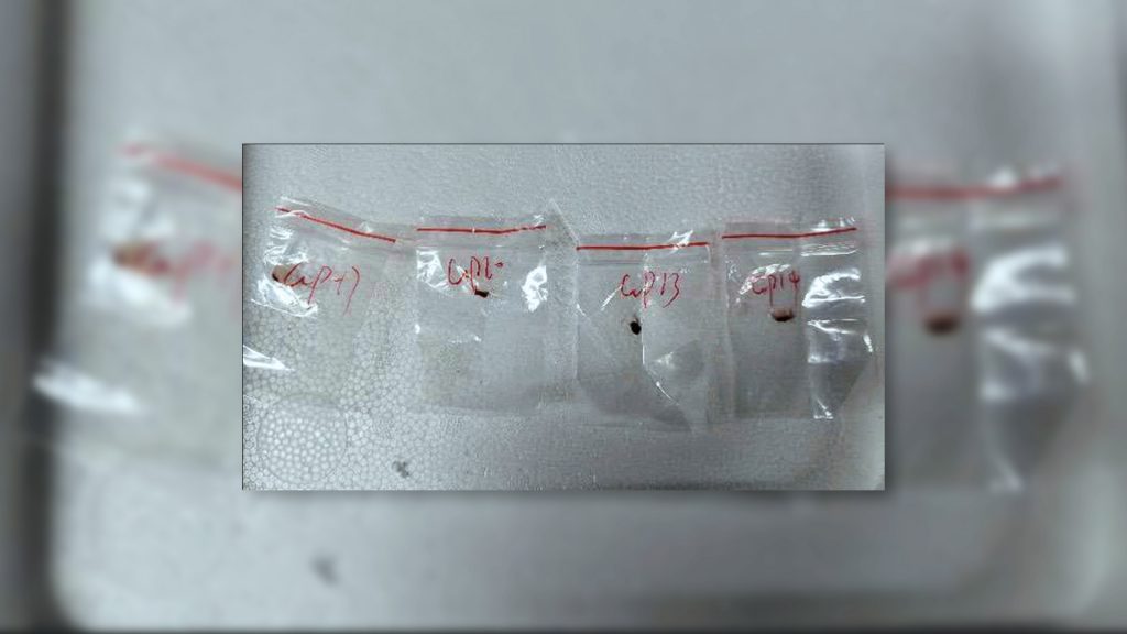 Chinese nationals charged with trying to smuggle ‘agroterrorism’ pathogen to US