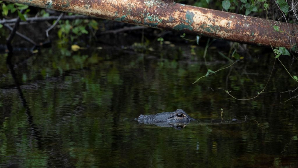 Protests break out over ‘Alligator Alcatraz’ ahead of Trump visit
