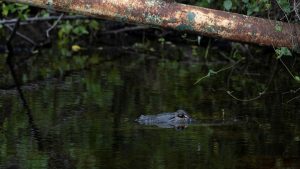 Protests break out over ‘Alligator Alcatraz’ ahead of Trump visit