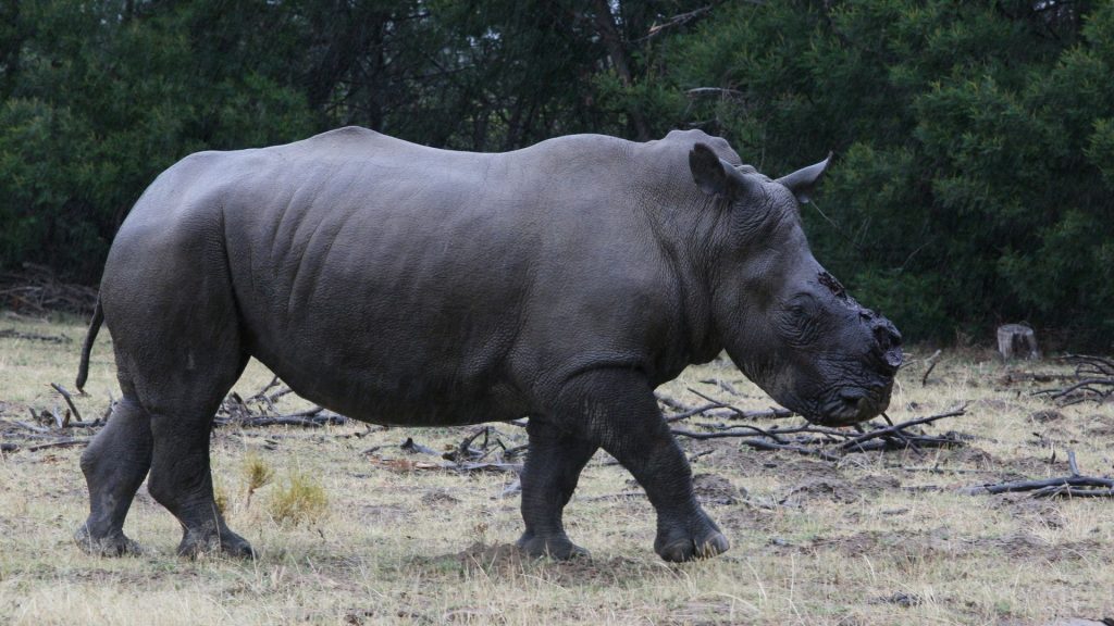 How removing rhinos’ horns could save the species: Study