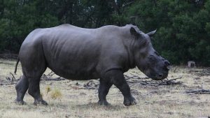 How removing rhinos’ horns could save the species: Study
