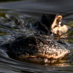 Florida begins building ‘Alligator Alcatraz’ migrant detention center