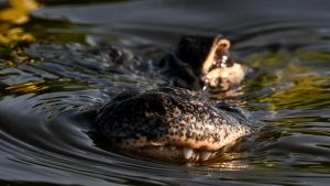 Florida begins building ‘Alligator Alcatraz’ migrant detention center