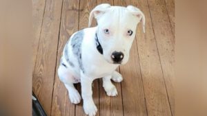 NOPD officer acted unreasonable in fatal puppy shooting says jury