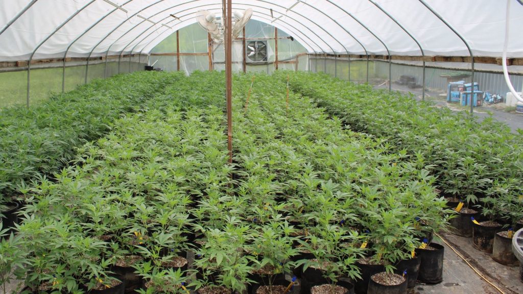 Could US ban on farmland sales to China fix Oklahoma’s illegal pot problem?