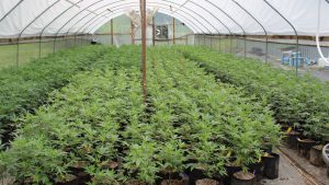 Could US ban on farmland sales to China fix Oklahoma’s illegal pot problem?