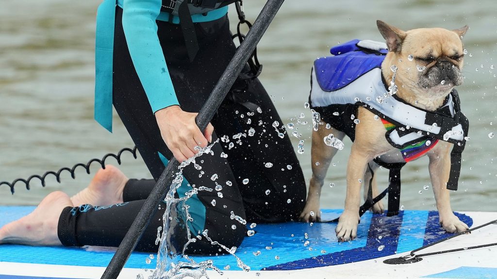 Fetch the wave! Dog surfing competitions take over beaches in UK, US
