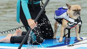Fetch the wave! Dog surfing competitions take over beaches in UK, US