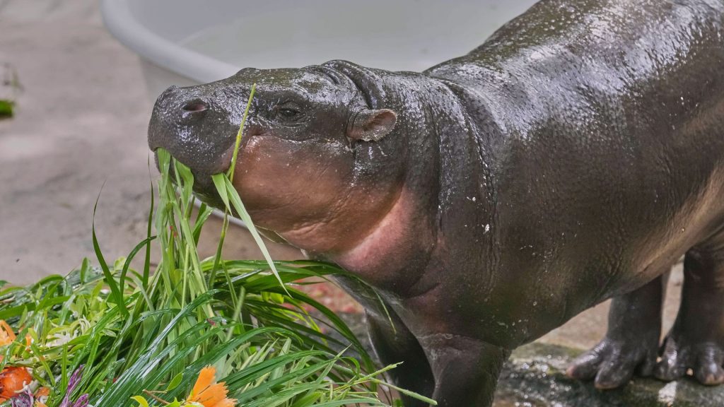 Thousands flock to Thailand to celebrate celebrity hippo Moo Deng’s 1st birthday