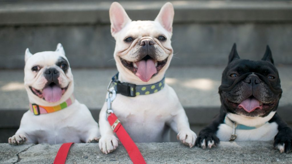 What’s the cost of cute? PETA sues AKC over breed standards