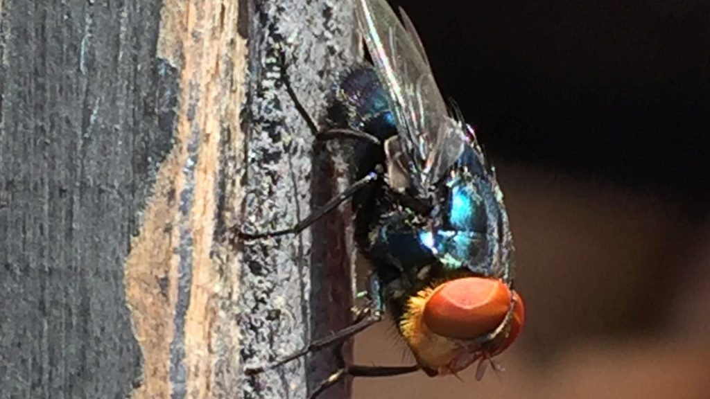Texas to deploy bait scented like open wounds to fight against screwworm fly