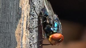 Texas to deploy bait scented like open wounds to fight against screwworm fly