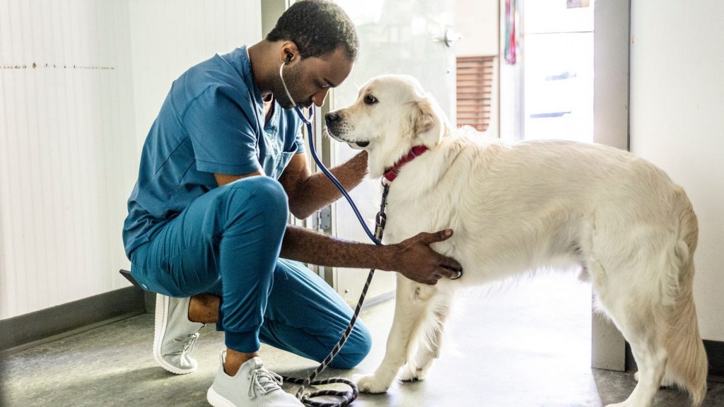 As vet bills rise, more Americans are turning down treatment for their pets