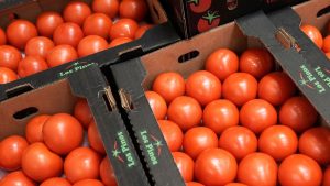 US-Mexico tomato trade deal ends, prices set to rise