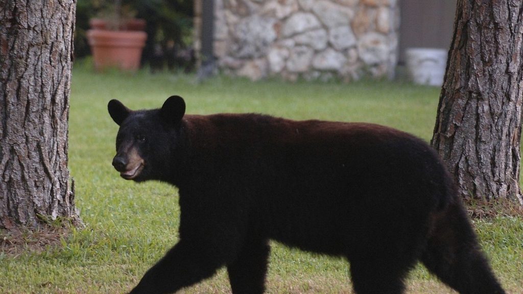 Florida approves first bear hunt since 2015, as some raise concerns