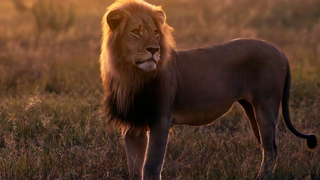 ‘No lion is safe’: Blondie the lion lured from protected research area and killed