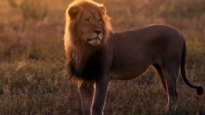 ‘No lion is safe’: Blondie the lion lured from protected research area and killed