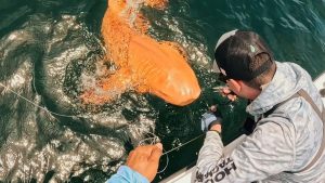 Jaws-dropping: One-of-a-kind orange shark discovered off Costa Rica
