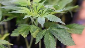 Trump considering reclassifying marijuana as a less dangerous drug