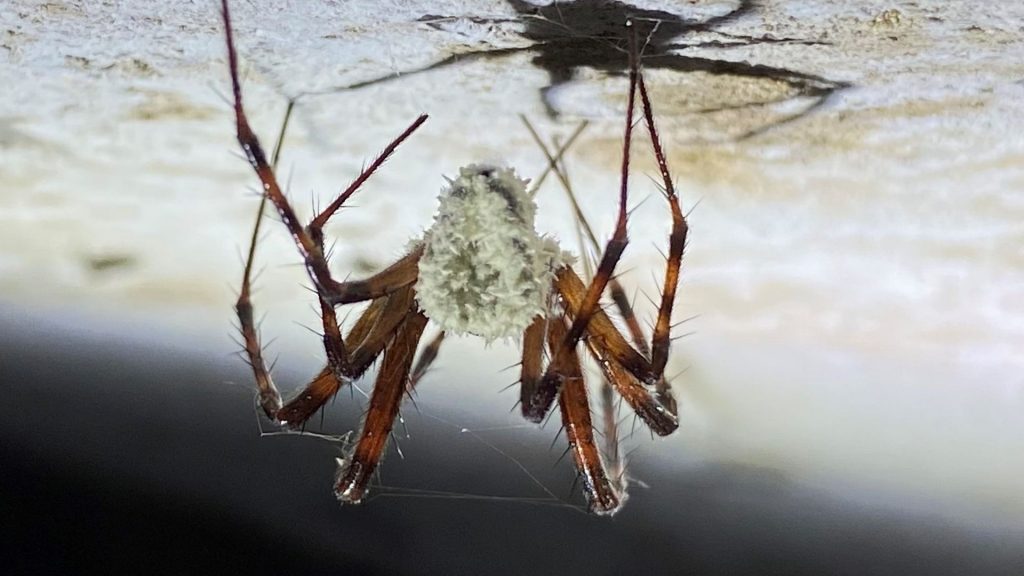 Zombie spiders infected by parasitic fungus spotted in US