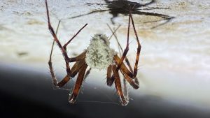 Zombie spiders infected by parasitic fungus spotted in US