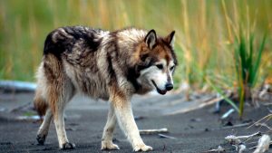 Demand for wolf dogs leaves wolf conservationists howling