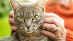 Cats show Alzheimer’s markers similar to humans, study finds