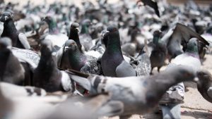 Rome’s mayor orders ‘Pigeon lady’ to stop feeding birds amid complaints