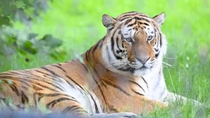 Tiger kills animal handler linked to Joe Exotic