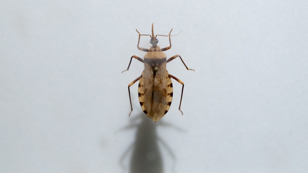 ‘Kissing bug’ disease now an endemic in the US: CDC
