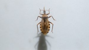 ‘Kissing bug’ disease now an endemic in the US: CDC