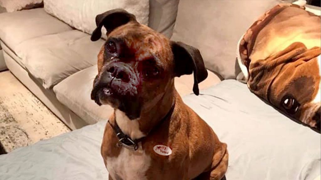 A dog cast ballots in two California elections, owner charged