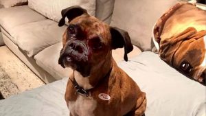 A dog cast ballots in two California elections, owner charged