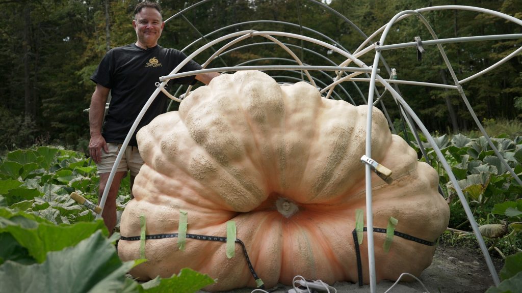Pumpkin pros battle for gourd glory — What’s their secret?