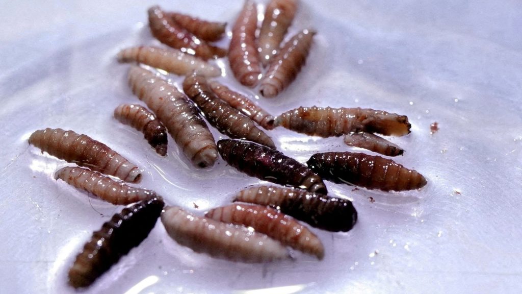Screwworm cases grow by more than 30% in Mexico: Report