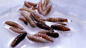 Screwworm cases grow by more than 30% in Mexico: Report