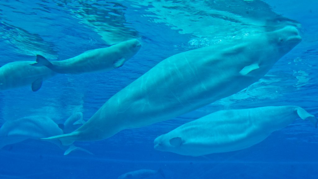 Canada’s last captive belugas at risk of euthanasia after export denial