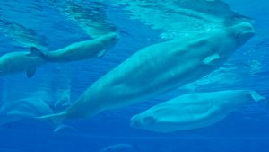 Canada’s last captive belugas at risk of euthanasia after export denial