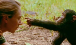 Jane Goodall, renowned primatologist and conservationist, dies at 91