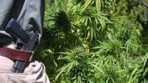 Supreme Court to weigh law barring pot-smoking gun owners