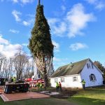 It’s 75 feet and feels like Christmas. Rockefeller Center tree arrives Saturday